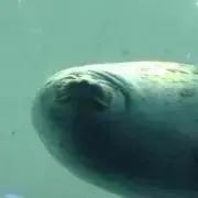 賀茂川の画像