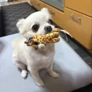 さくの画像