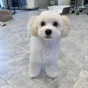 Asumiの画像
