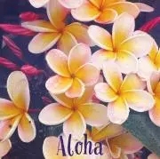 alohaの画像