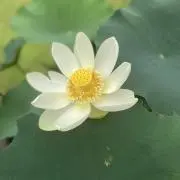 とんきちの画像