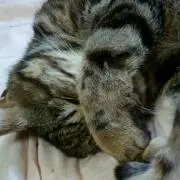 うる‎ʕ•̫͡•ʔ