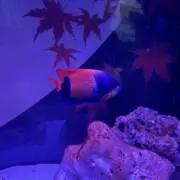 ぼんぼんの画像