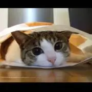 たんぽぽ