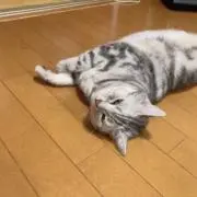 Sora