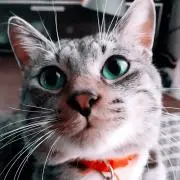 縁ちゃんの画像