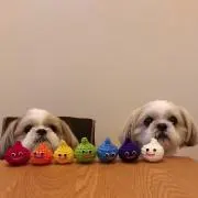 もちょの画像