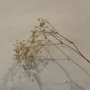 y-sの画像