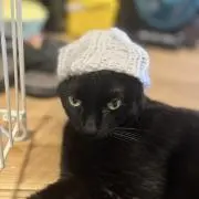 ねこまんじゅうの画像