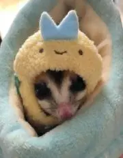 モヤシの画像