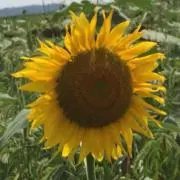 ひまわり