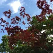 らすてぃー