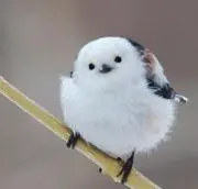 花鳥魚木