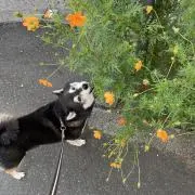 にしょっこの画像