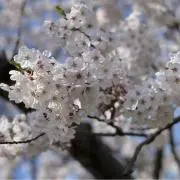 りょうの画像