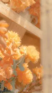 orange100％の画像