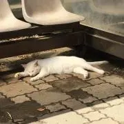 ポルンガ☆