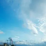 ナギの画像