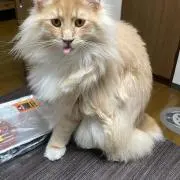 はかや