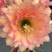 花王の画像