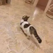 ひまわりの画像