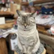 ししゃも