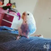 ヨル。