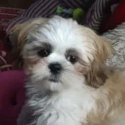 さゆぽん