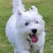 ちーぽぽ