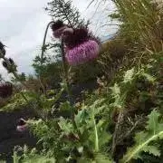 Miko当日または翌日発送します♪の画像