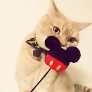 ぴこ
