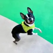 ルークの画像