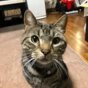 ゴジロウ