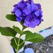 まみむめもの画像