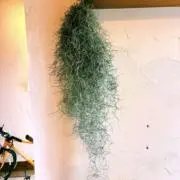 美らウスネの画像