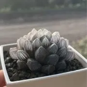 plantの画像