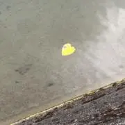 サクの画像