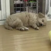 ひっき