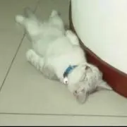 まるこ⑅◡̈*の画像