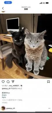 ミャオー