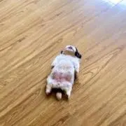 まるの画像