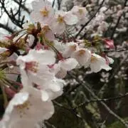 GO225の画像