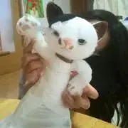 aomegu