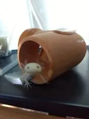 ともともちゃんの画像