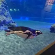 あきの画像
