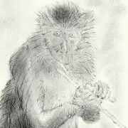 カニクワレザルの画像