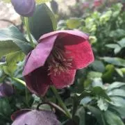 FORTUNE☆の画像