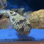 ハリの画像