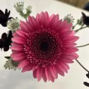 りんまるの画像