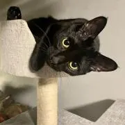ROKI